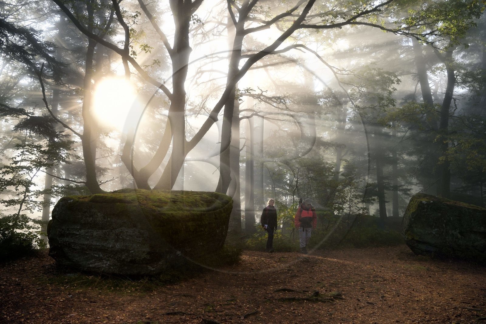 France, Bas-Rhin (67), Mont Saint-Odile, randonnée le long du Mur Païen, rocher de grès intégré au vestige d'un mur d'enceinte probablement de l'époque mérovingienne d'une longueur totale de onze kilomètres