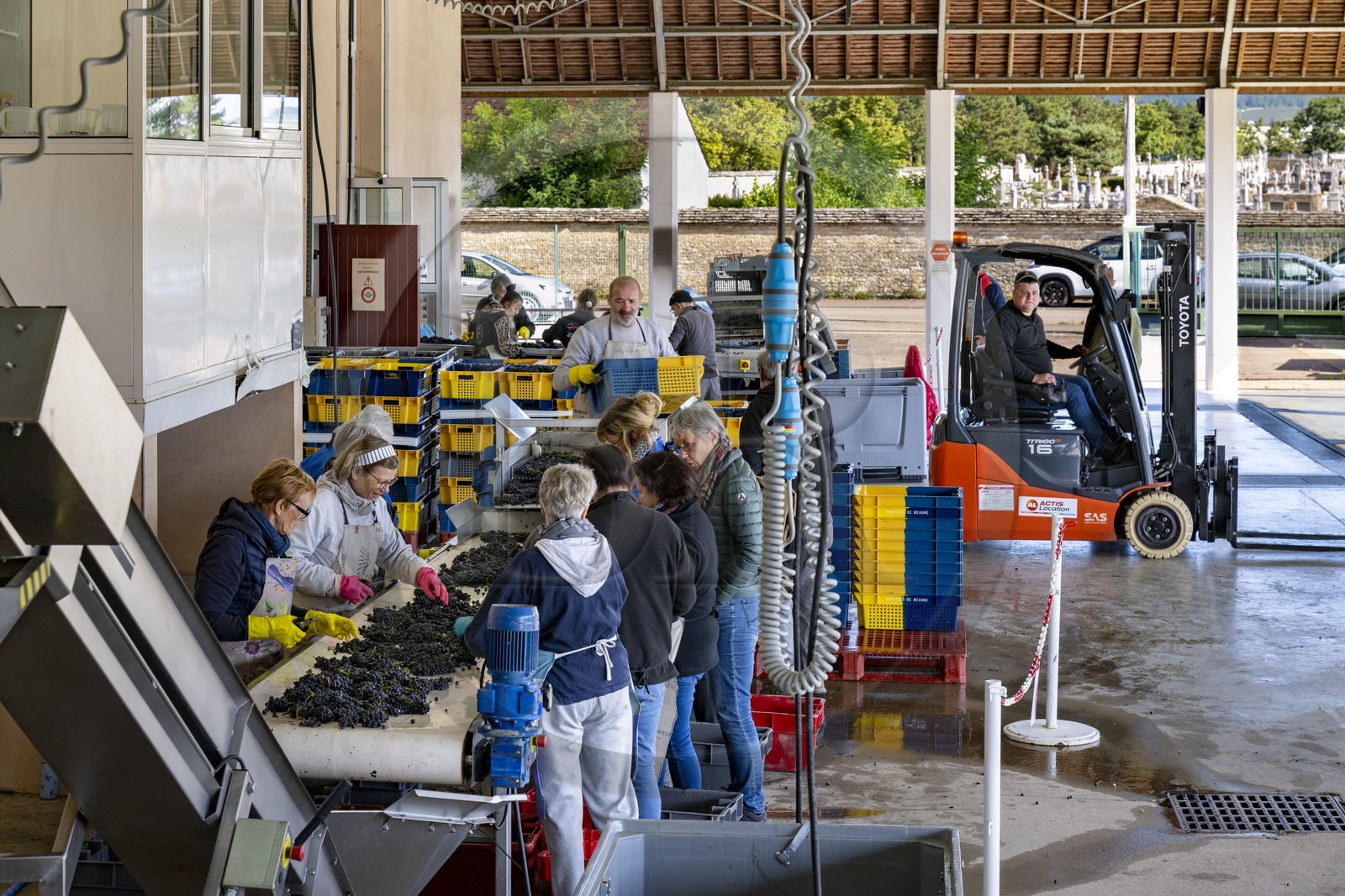 France, Côte-d'Or (21), les climats de Bourgogne classés Patrimoine Mondial de l'UNESCO, Beaune, Cuverie des Hospices de Beaune, trie et éraflage (ou égrappage), juste après la vendange et avant de presser le raisin, pour enlever la partie végétale