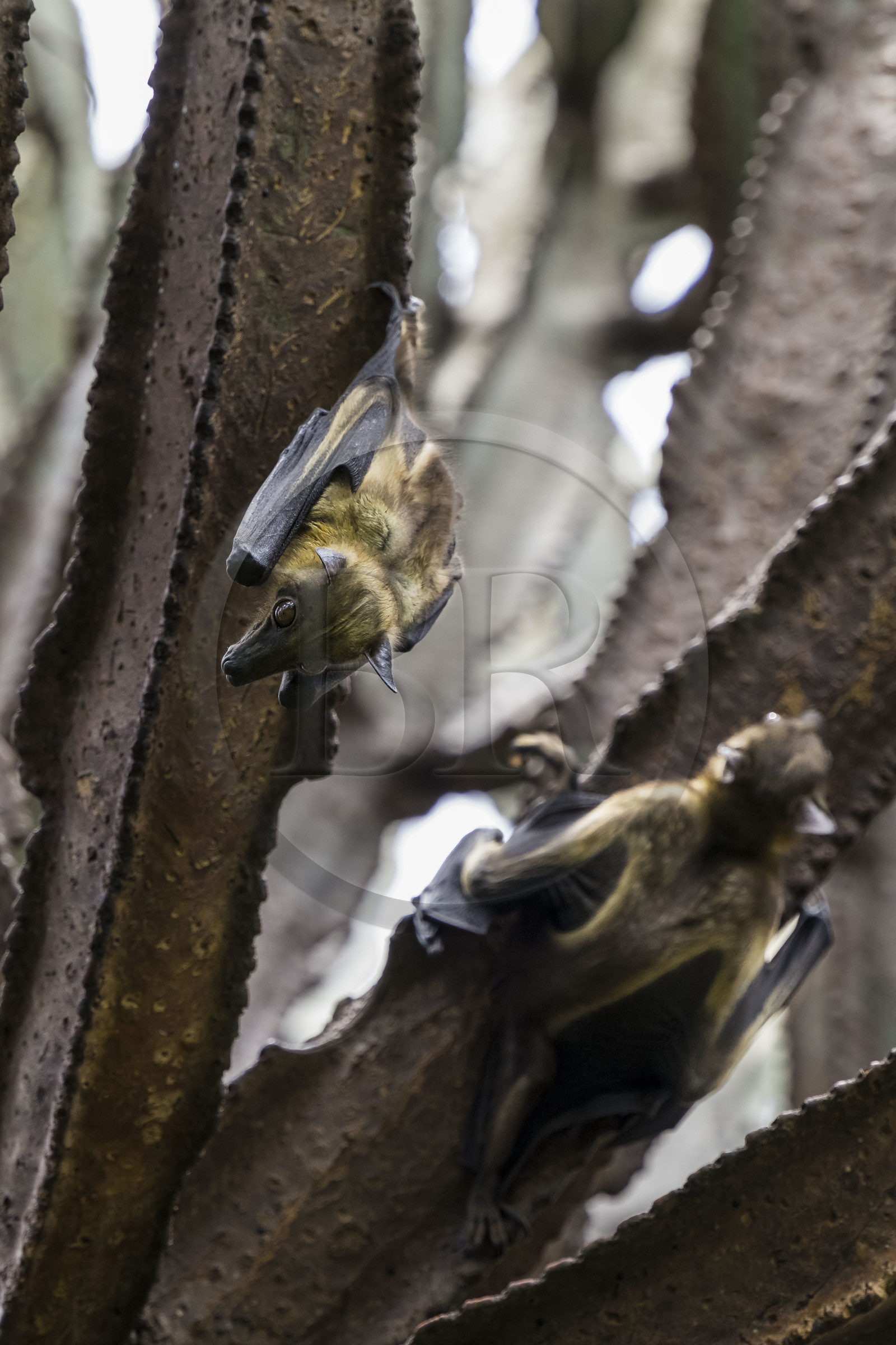 Rwanda, Province de l’Ouest, Karongi (anciennement nommée Kibuye), lac Kivu, Ile Napoléon ou Tembabagoyi, Roussette paillée africaine ou Roussette des palmiers africaine ou Roussette jaune (Eidolon helvum) dans un Euphorbe candélabre
