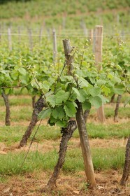 France, Côte d'Or (21), Villiers-le-Faye, vigne