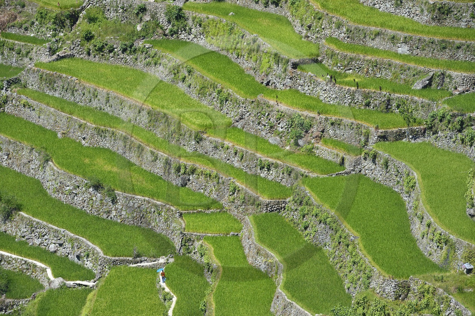 Philippines, province d'Ifugao, les rizières en terrasses de Banaue autour du village de Batad, classées Patrimoine Mondial de l'UNESCO Philippines, province d'Ifugao, les rizières en terrasses de Banaue autour du village de Batad, classées Patrimoine Mondial de l'UNESCO