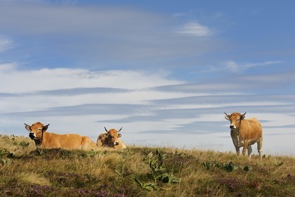 France, Cantal, Monts du Cantal, Parc Naturel Regional des Volcans d' Auvergne (Regional Nature Park of the Volcanoes of Auvergne), Salers cows at the top of the Plomb du Cantal (1855m)