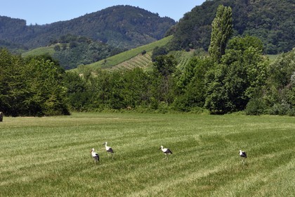 France, Bas Rhin, the Alsace Wine Route, Eichhoffen, white storks (Ciconia ciconia) in a field
