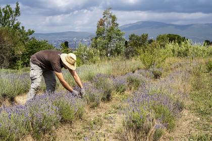 France, Alpes-Maritimes, Mouans-Sartoux, Gardens of the International Museum of Perfumery (Musée International de la Parfumerie - MIP), a gardener from the museum maintains the lavender