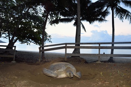 France, Mayotte island (French overseas department), Grande-Terre, Kani-Keli, N’Gouja beach, the Maore Garden, green sea turtle (Chelonia mydas) covering eggs with sand after laying eggs