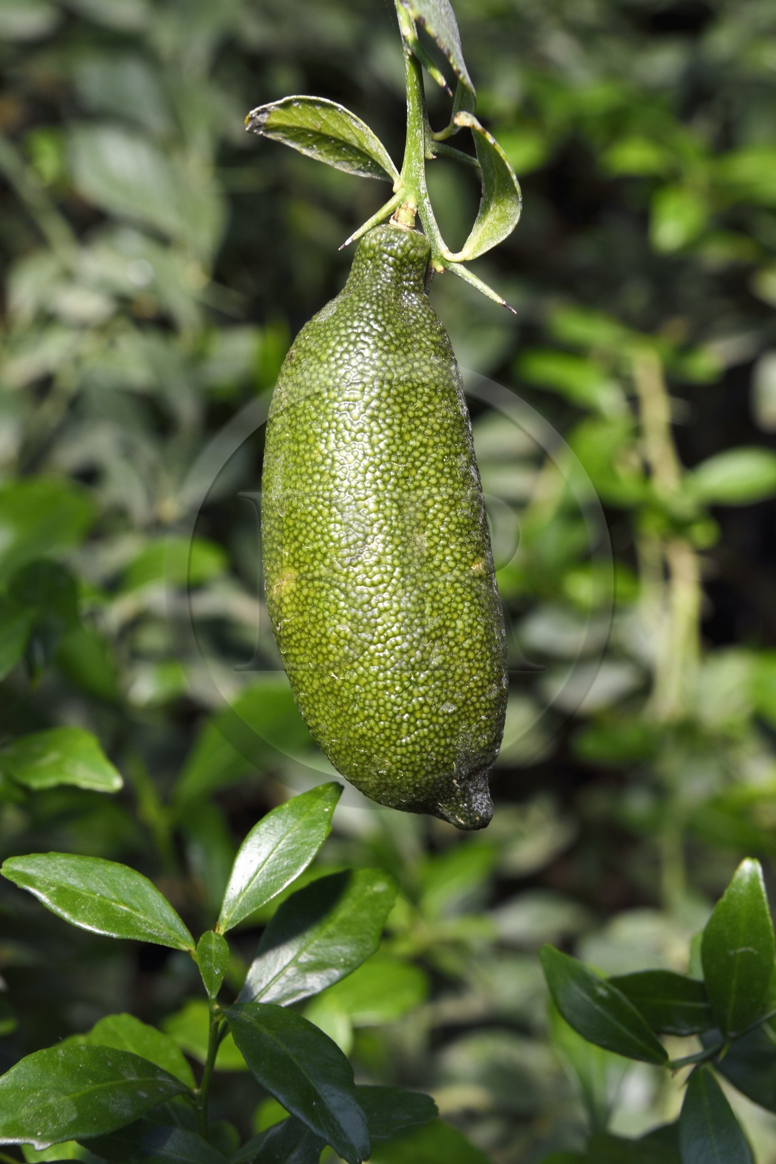 France, Var (83), La Londe-les-Maures, Domaine du Jasson, culture des agrumes, citron caviar (Microcitrus australasica)