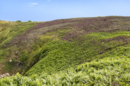 France, Côtes d'Armor (22), Grand Site de France Cap d'Erquy – Cap Fréhel, Fréhel, la bruyère cendrée est très présente dans la lande que traverse le chemin de Grande Randonnée GR34