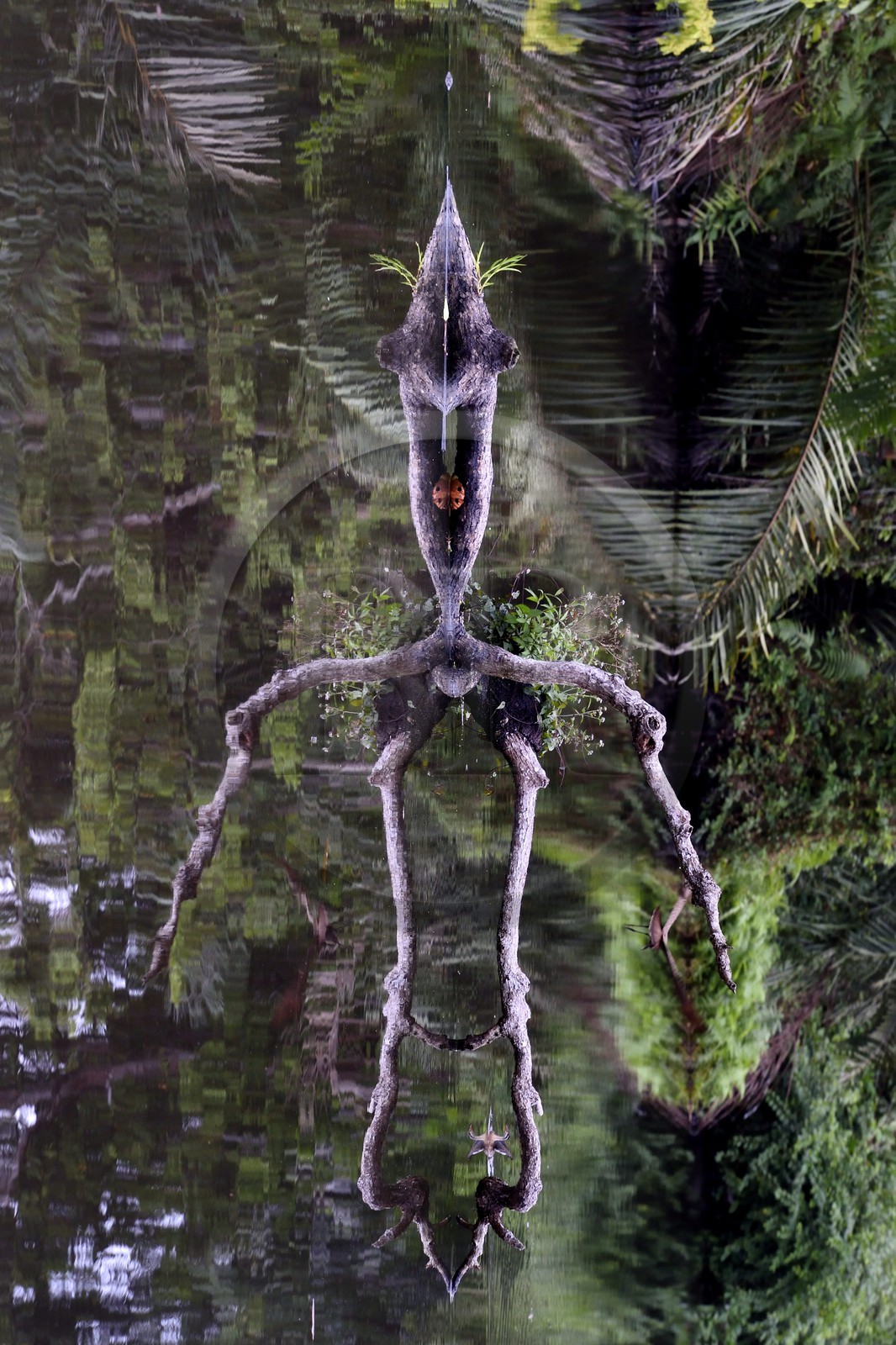 Gabon, province de Ogooué- Maritime, Parc National du Loango, site de Akaka dans la lagune du Fernan Vaz (Nkomi), l'esprit de la Forêt