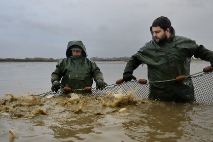 France, Indre (36), le Berry, parc naturel régional de la Brenne, étangs Foucault, vidange d'un étang de peche et récolte des poissons à la main dans un filet, brochet (Esox lucius)