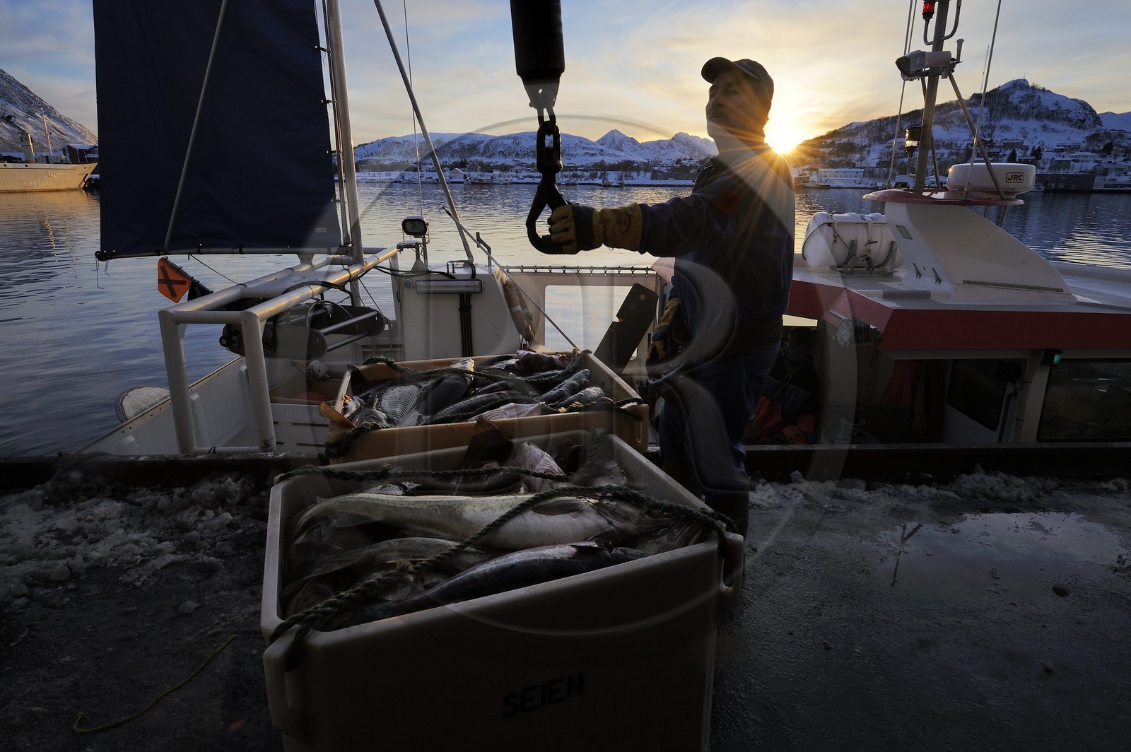 Norvège, Nordland, iles des Westeralen, port de Myre, débarquement du cabillaud skrei du bateau de pêche Norvège, Nordland, iles des Westeralen, port de Myre, débarquement du cabillaud skrei du bateau de pêche