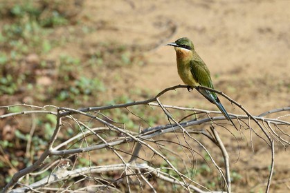 Sri Lanka, province d'Uva, Parc national d'Uda Walawe (Udawalawe National Park), guêpier à queue d'azur (Merops philippinus)