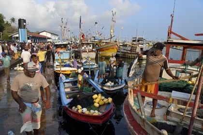 Sri Lanka, Southern Province, Matara district, Weligama, Mirissa Fisheries Harbor, landing fish at dawn