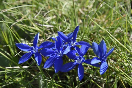 France, Alpes-Maritimes, parc national du Mercantour ( Mercantour national park), Haute-Vesubie, Gordolasque valley, spring gentian (Gentiana verna)