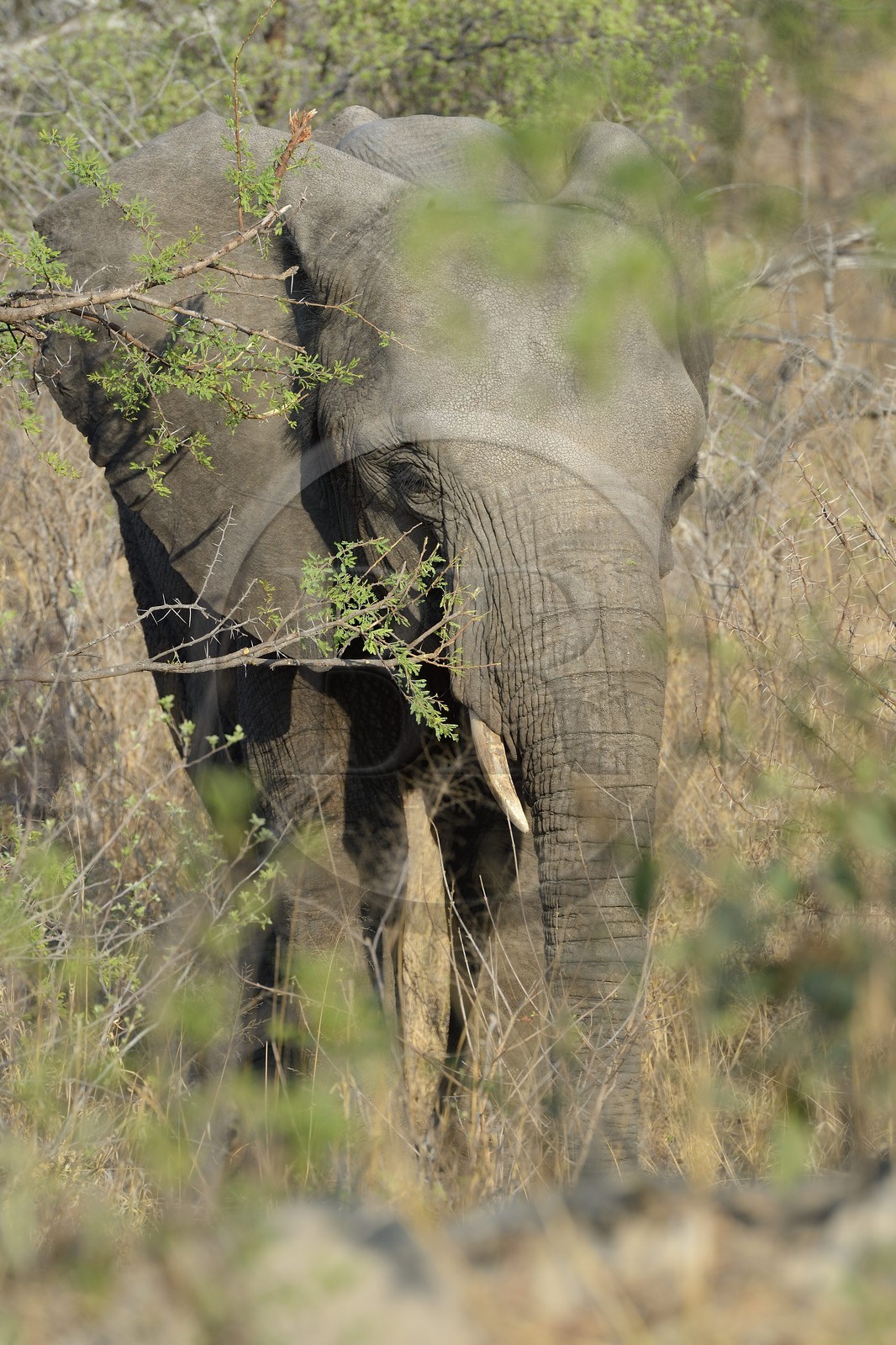Zimbabwe, province des Midlands, Gweru, Antelope Park, éléphant d'Afrique (Loxodonta africana)