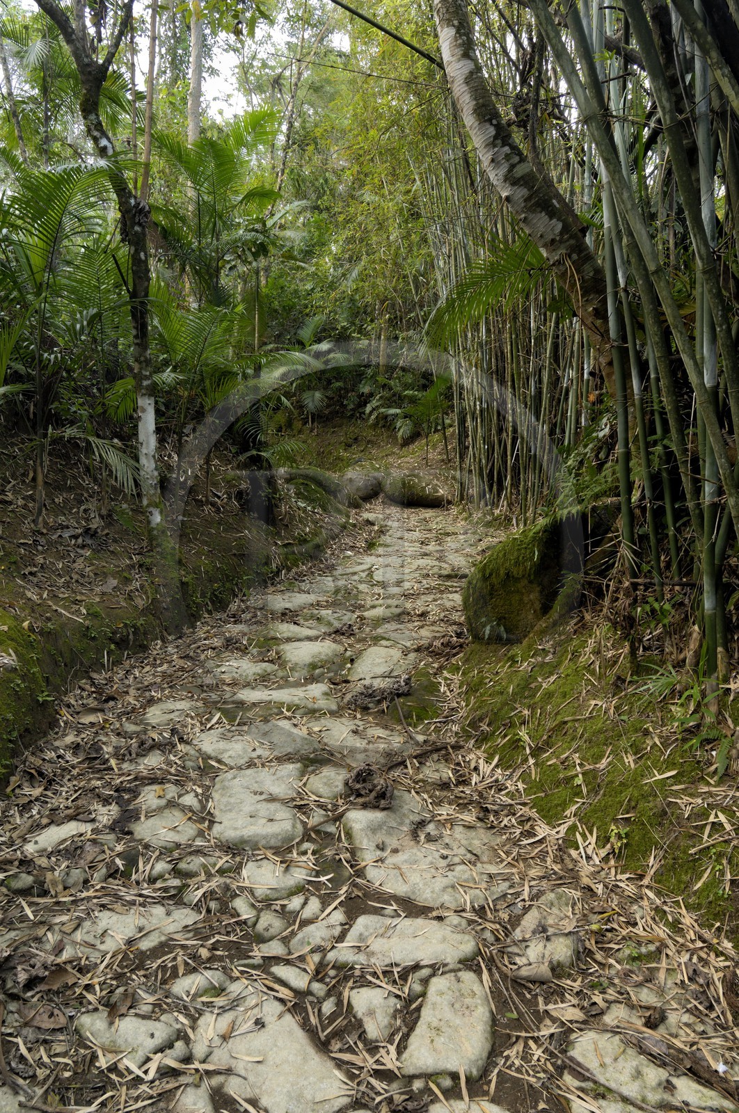 Brésil, Etat de Rio de Janeiro, Paraty, ancienne route de l'or (Estrada Real)