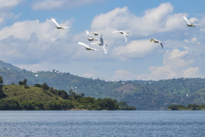 Rwanda, Province de l’Ouest, Karongi (anciennement nommée Kibuye), lac Kivu,