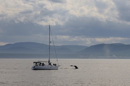 Canada, province de Québec, région de Manicouagan, Tadoussac, queue d'une baleine à bosse dans le golf du Saint-Laurent