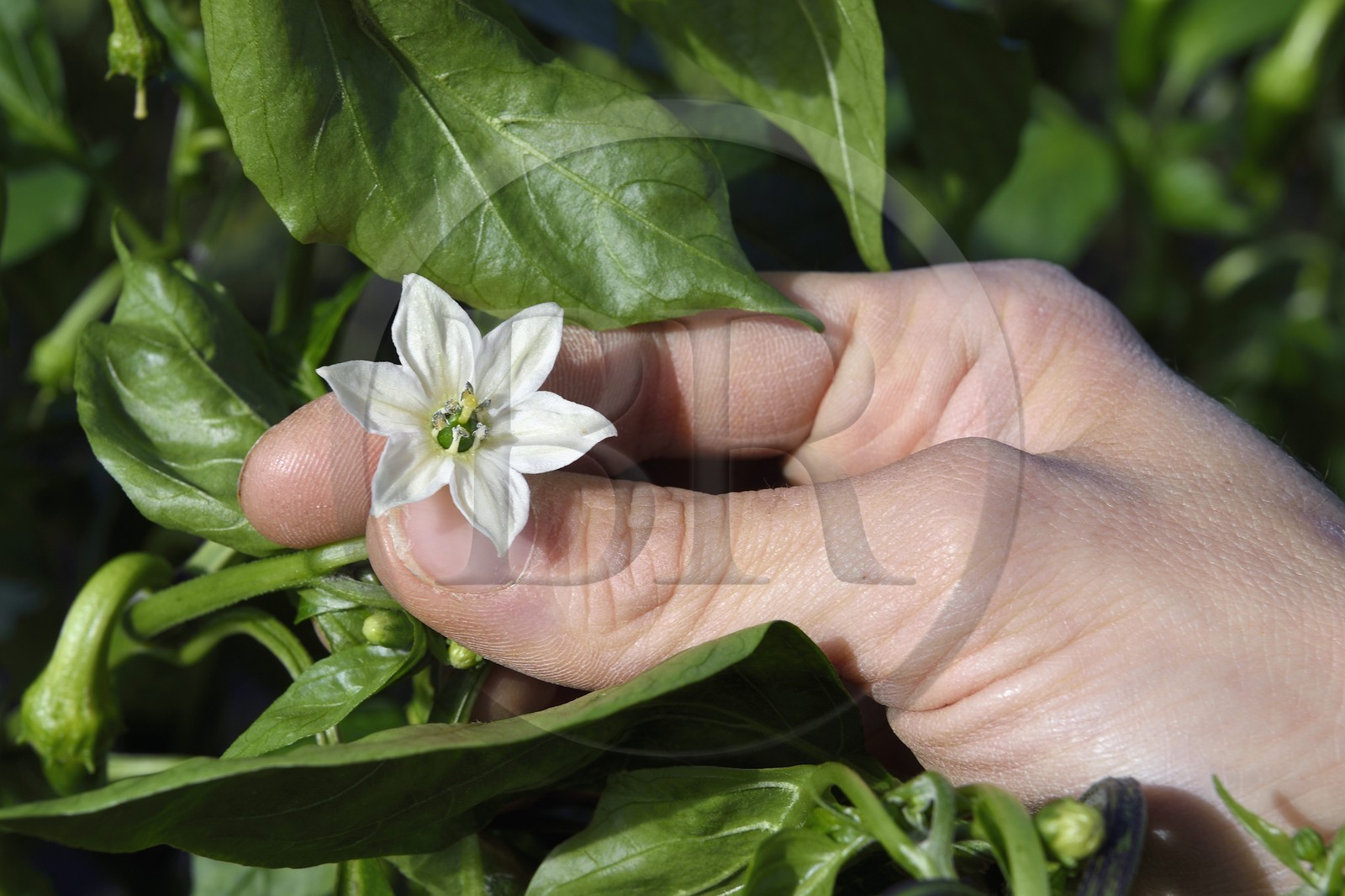 France, Pyrénées-Atlantiques (64), Pays-Basque, Espelette, champ de piments d'Espelette, fleur dont le coeur deviendra le piment