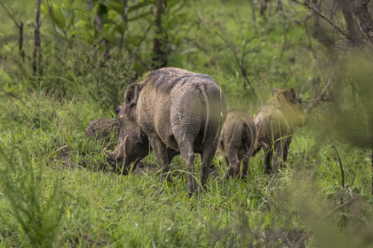 Rwanda, Parc national de l'Akagera, phacochère commun (Phacochoerus africanus)