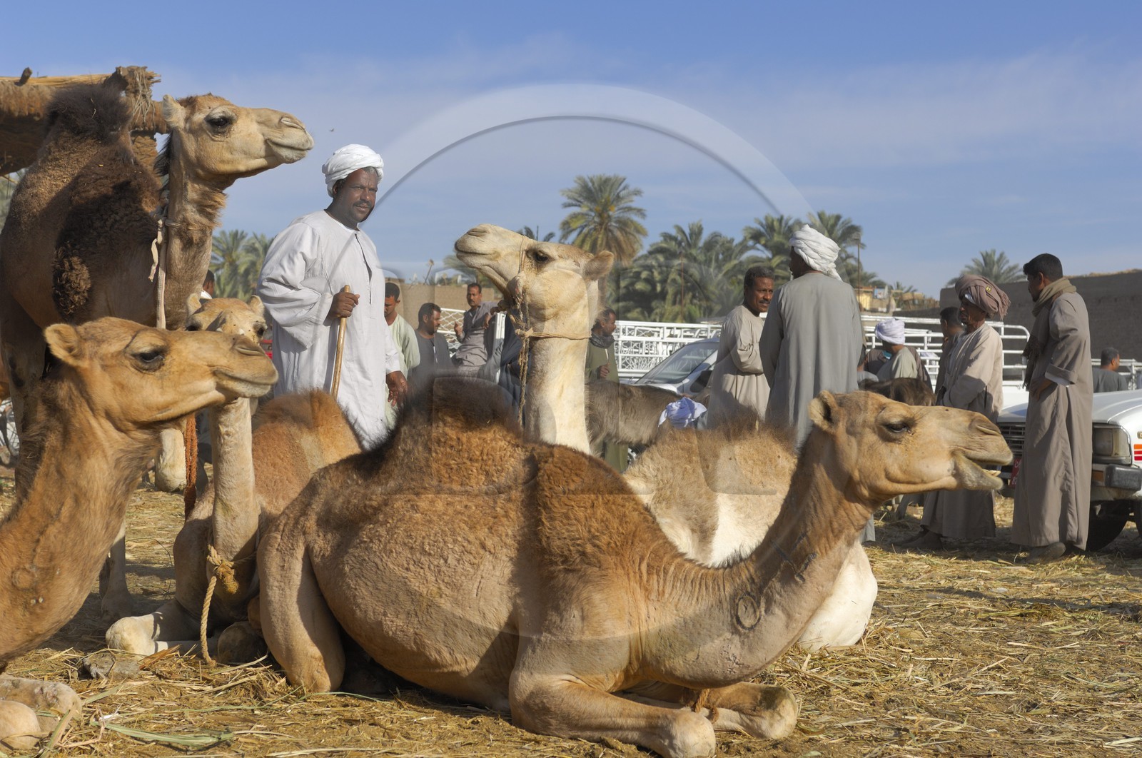 Egypte, Haute Egypte, Daraw au nord d'Assouan, marché aux dromadaires