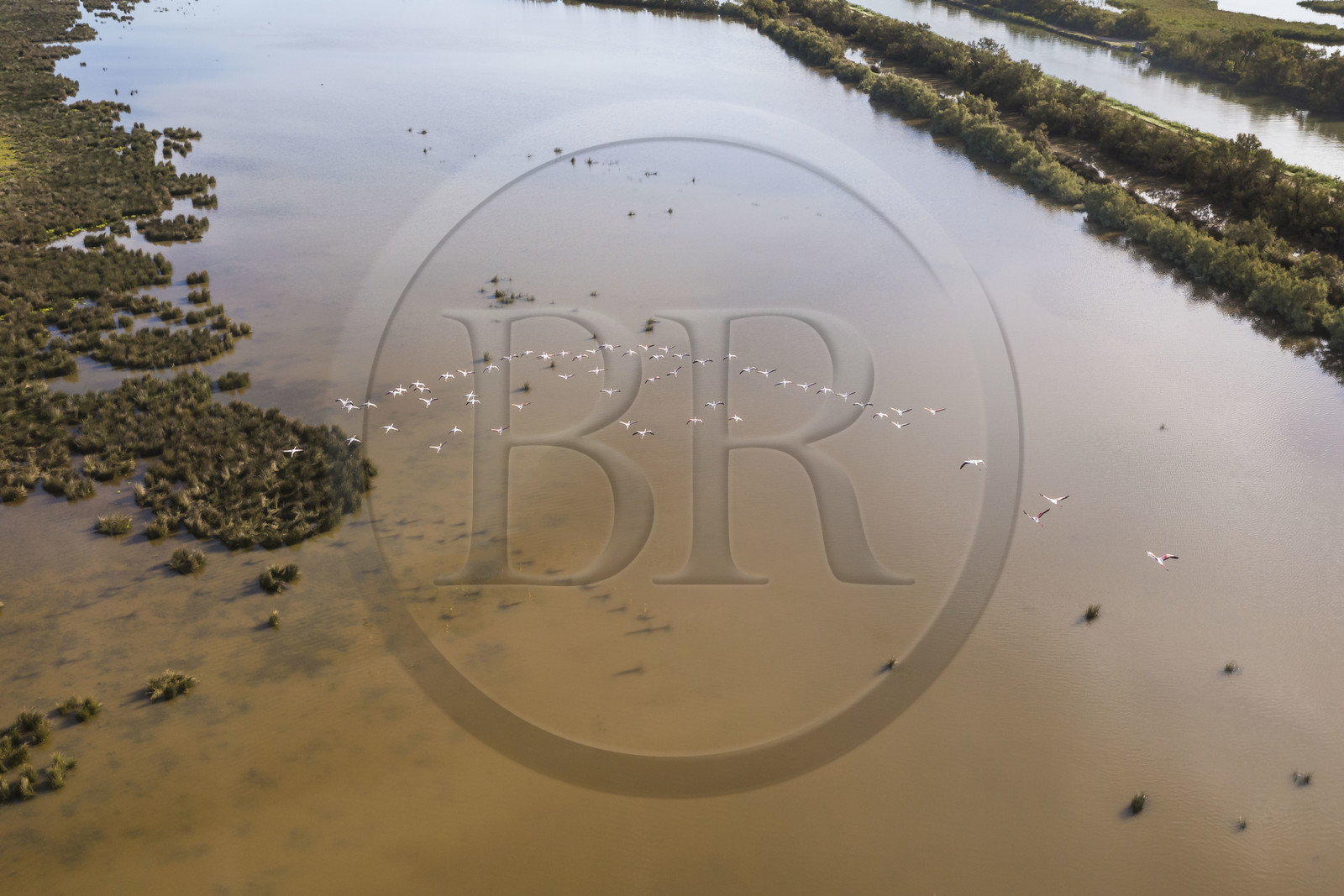 France, Gard (30), la Petite Camargue vers Aigues-Mortes, vol de flamants roses (Phoenicopterus roseus) (vue aérienne) France, Gard, the Petite Camargue towards Aigues-Mortes, flight of pink flamingos (Phoenicopterus roseus) (aerial view)