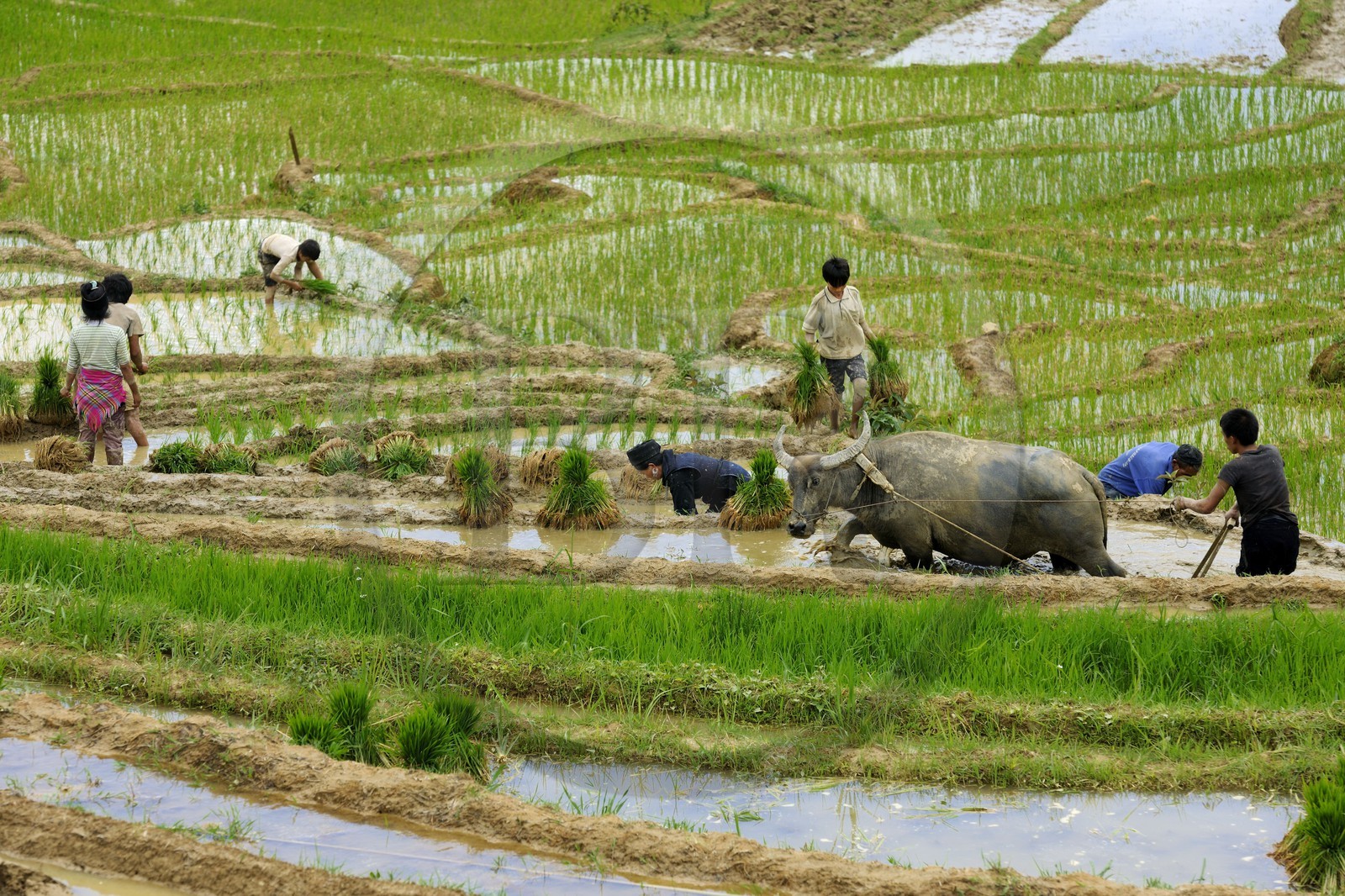 Vietnam, province de Lao Cai, région de Sapa, vallée de Ta Phin, culture de rizières en terrasses par la minorité Hmong Noir