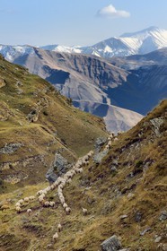 Azerbaijan, Quba (Guba) region, Greater Caucasus mountain range, hiking between the village of Qalaxudat and Giriz, line of sheep