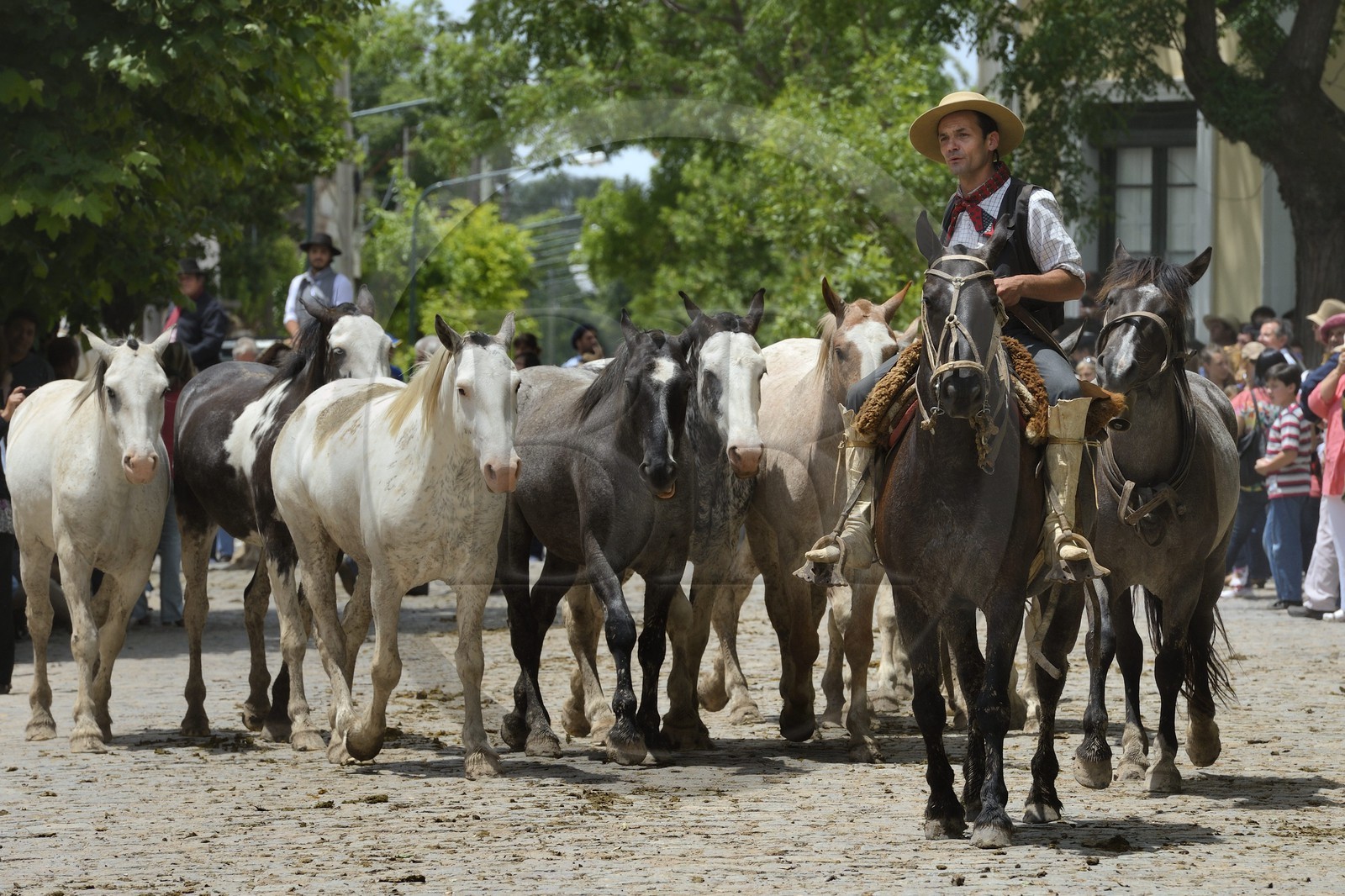 Argentine, province de Buenos Aires, San Antonio de Areco, fête du Jour de la Tradition (Dia de la Tradicion), gaucho présentant son troupeau de chevaux