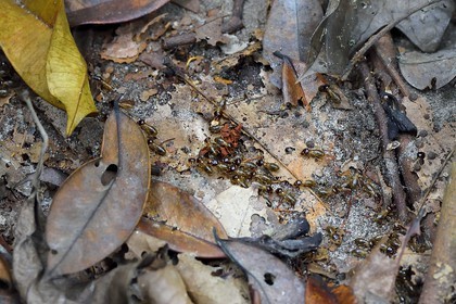 Gabon, province de Ogooué- Maritime, Parc National du Loango, termites