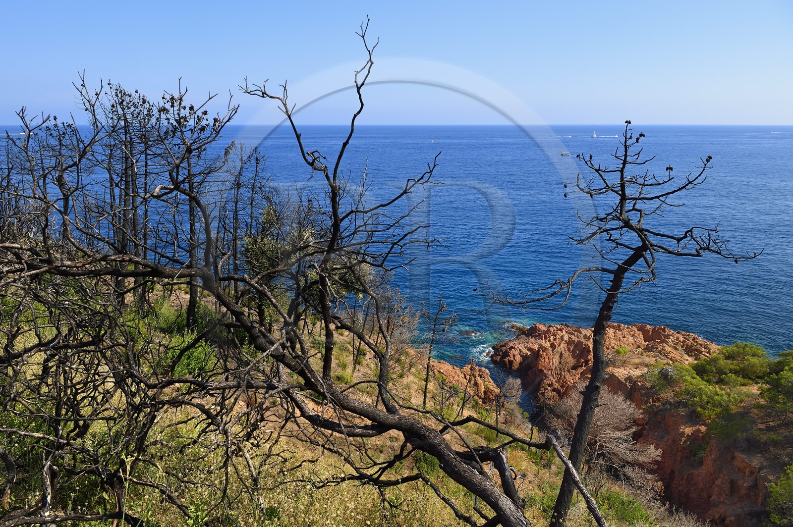 France, Var (83), Agay commune de Saint-Raphaël, massif de l'Estérel, Massif du Cap Roux, la Corniche d'Or, arbres calcinés par les incendies vers la calanque de Saint-Barthélemy