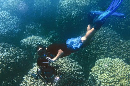 Sultanat d'Oman, gouvernorat de Mascate, réserve naturelle des Iles Daymaniyat, le plongeur photographe et réalisateur de films Darryl MacDonald dans le récif corallien