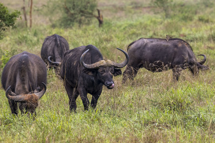 Rwanda, Parc national de l'Akagera, buffle noir des savanes (Syncerus caffer) dans la plaine