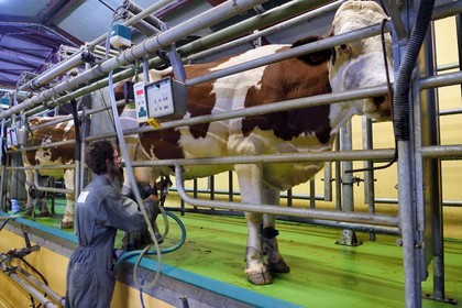 France, Cantal, Sainte-Marie, La Terrisse hamlet, montbéliarde dairy cow breeding from Cantagrel farm, the cows eating after the evening milking de la ferme de Cantagrel, le bouvier Alexandre installe la trayeuse sur les pis pour la traite du soir