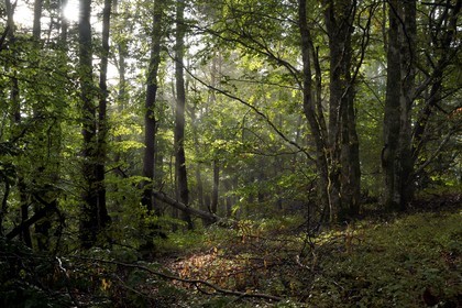 France, Ardeche, parc naturel regional des Monts d'Ardeche (Regional natural reserve of the Mounts of Ardeche), Mezenc Massif, Lac d'Issarles forest, Montchamp beech grove