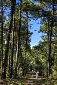 France, Charente-Maritime (17), Royan, Les Mathes, cyclistes utilisant des Fat Bikes sur les chemins sablonneux de la forêt qui longe l’Atlantique au nord de La Palmyre