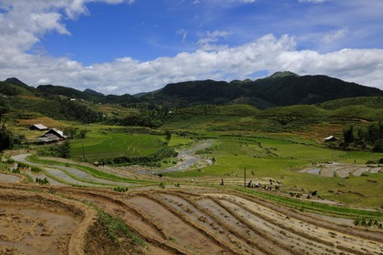 Vietnam, province de Lao Cai, région de Sapa, vallée de Ta Phin, culture de rizières en terrasses par la minorité Hmong Noir
