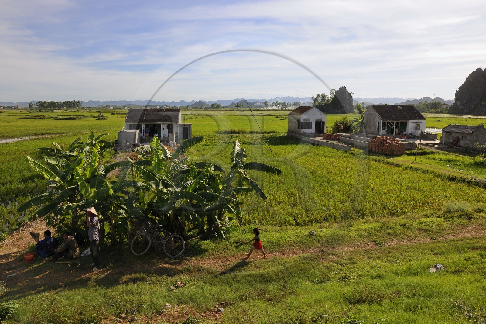 Vietnam, province de Ninh Binh, petites fermes au milieu des rizières des rizières
