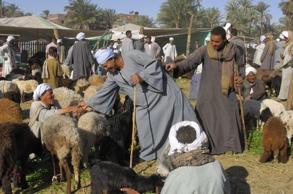 Egypte, Haute Egypte, Daraw au nord d'Assouan, marché aux animaux, vendeurs de moutons et de chèvres