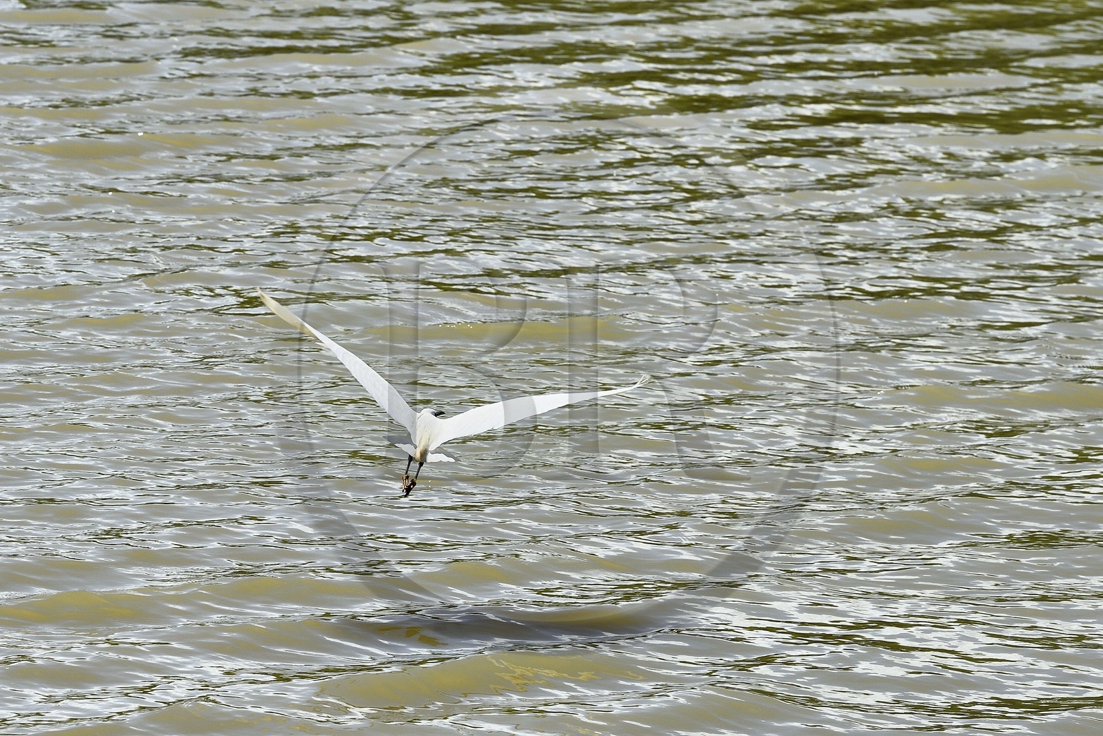 France, Charente-Maritime (17), Rochefort, observation des oiseaux à la Station de Lagunage, Aigrette garzette (Egretta garzetta)