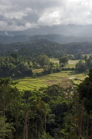 Sri Lanka, Central Province, Matale District, rice fields