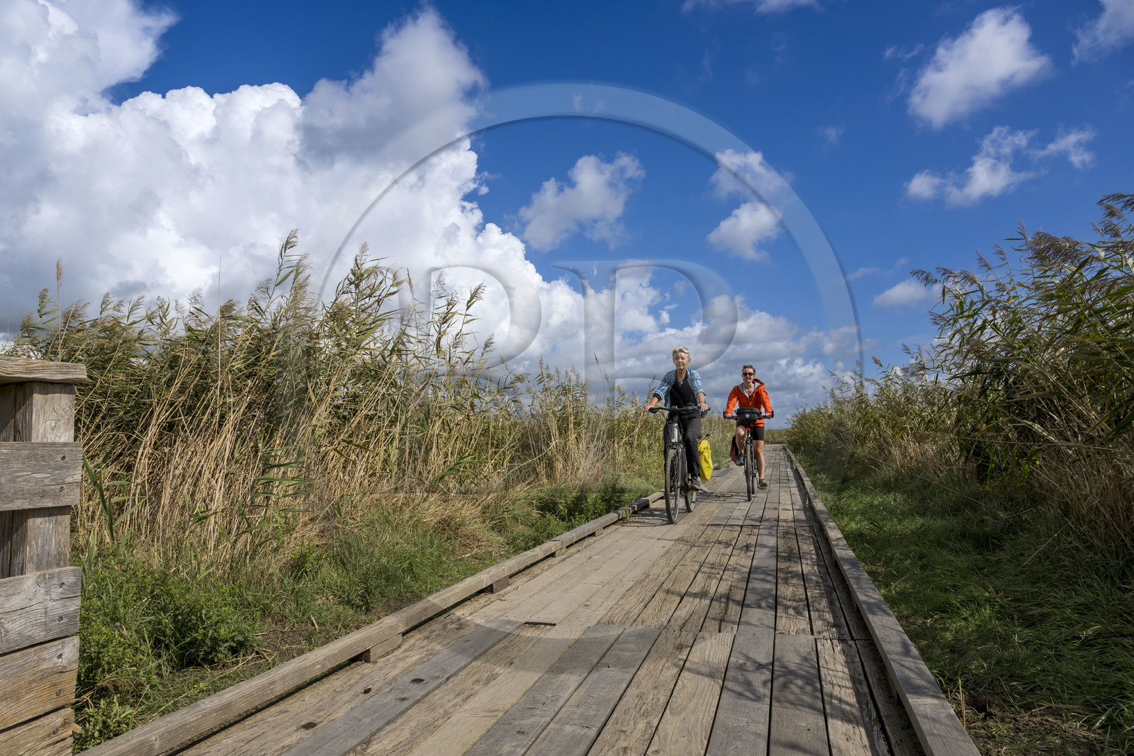 France, Loire-Atlantique (44), Lavau-sur-Loire, randonnée à vélo dans l'estuaire de la Loire