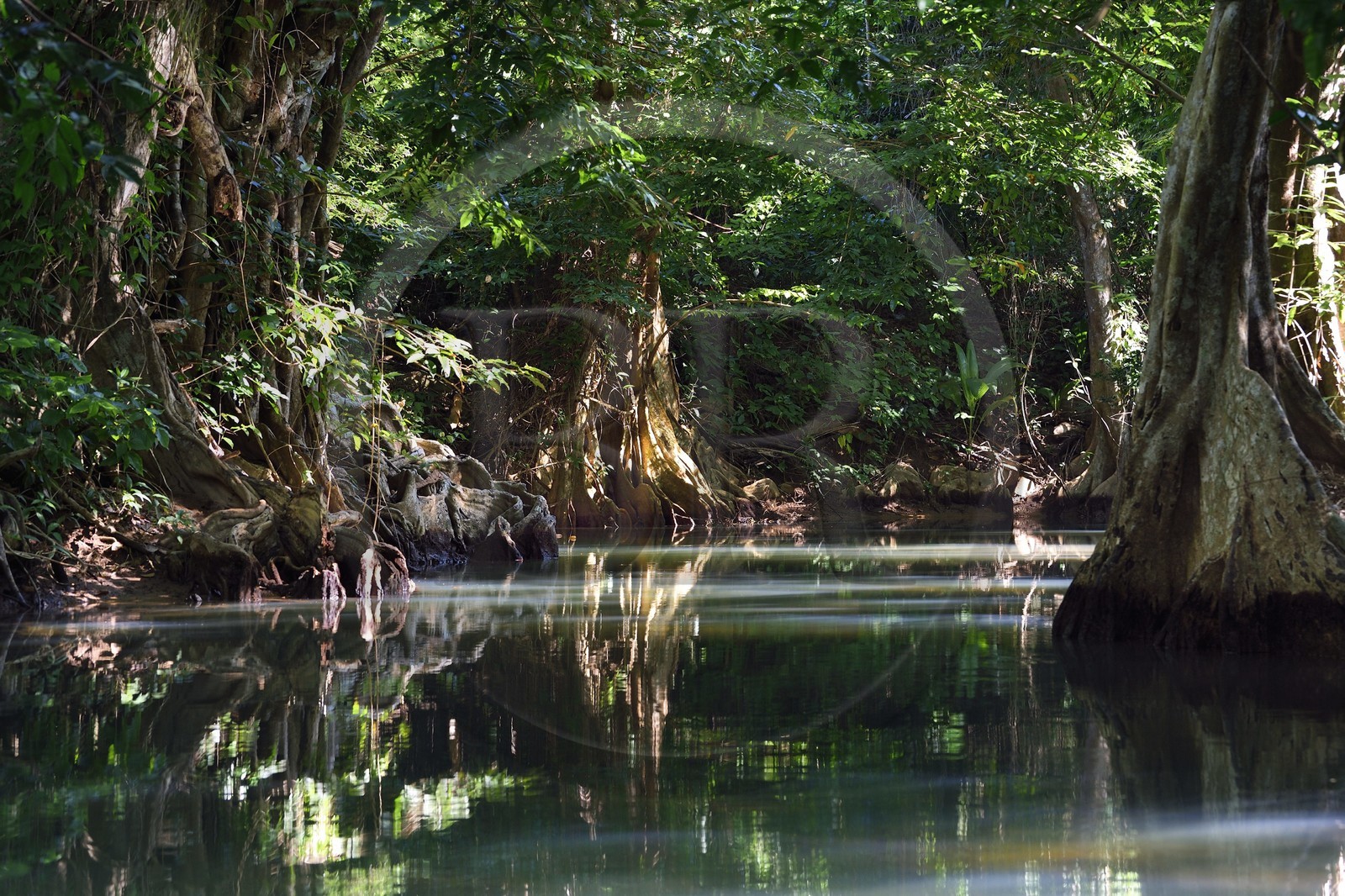 Caraïbes, Ile de la Dominique, Portsmouth, les rives de l'Indian River, sang-dragon (Pterocarpus officinalis)
