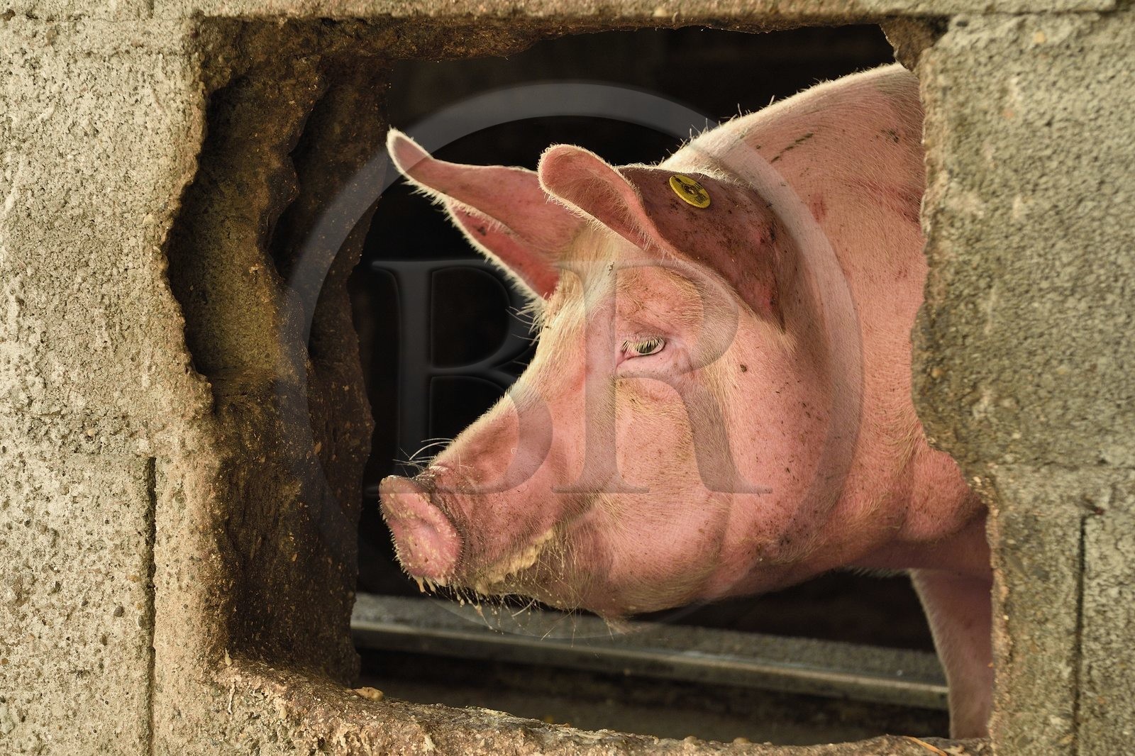 France, Haut-Rhin (68), Wasserbourg, Ferme-auberge Buchwald, cochon France, Haut-Rhin (68), Wasserbourg, Ferme-auberge Buchwald, cochon