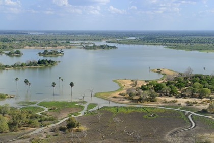 Tanzanie, Reserve de gibier de Selous une des plus grandes zones protégées au monde et inscrite sur la liste du patrimoine mondial de l’Unesco depuis 1982, girafe (Giraffa camelopardalis) en bordure d'un lac formé par la rivière Rufiji (vue aérienne)