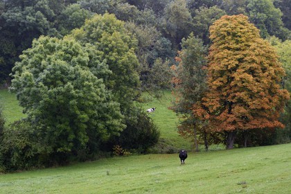 France, Meurthe-et-Moselle, Saintois region, cow at the meadow around Vezelise