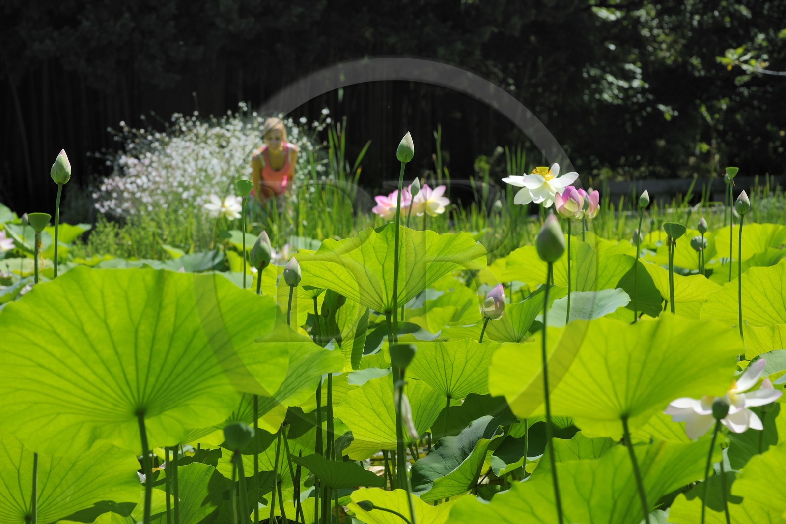 France, Hérault (34), Montpellier, le Jardin des Plantes, lotus des Indes (Nelumbo nucifera gaertner)