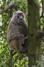 Rwanda, Province de l’Ouest, Nyakabuye, Parc national de Nyungwe, forêt tropicale humide naturelle de Cyamudongo, babouin olive (Papio anubis)
