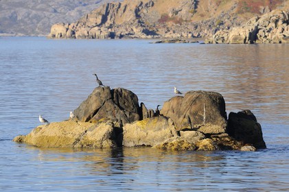 Norvège, Nordland, Iles Lofoten, au large de l'Ile de Vestvagoy