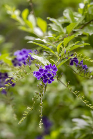 France, Alpes-Maritimes, Saint Jean Cap Ferrat, Villa and Gardens Ephrussi de Rothschild, Duranta plumieri
