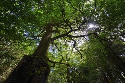 France, Morbihan (56), forêt de Brocéliande, Tréhorenteuc, hêtre multicentenaire dans le Val sans retour